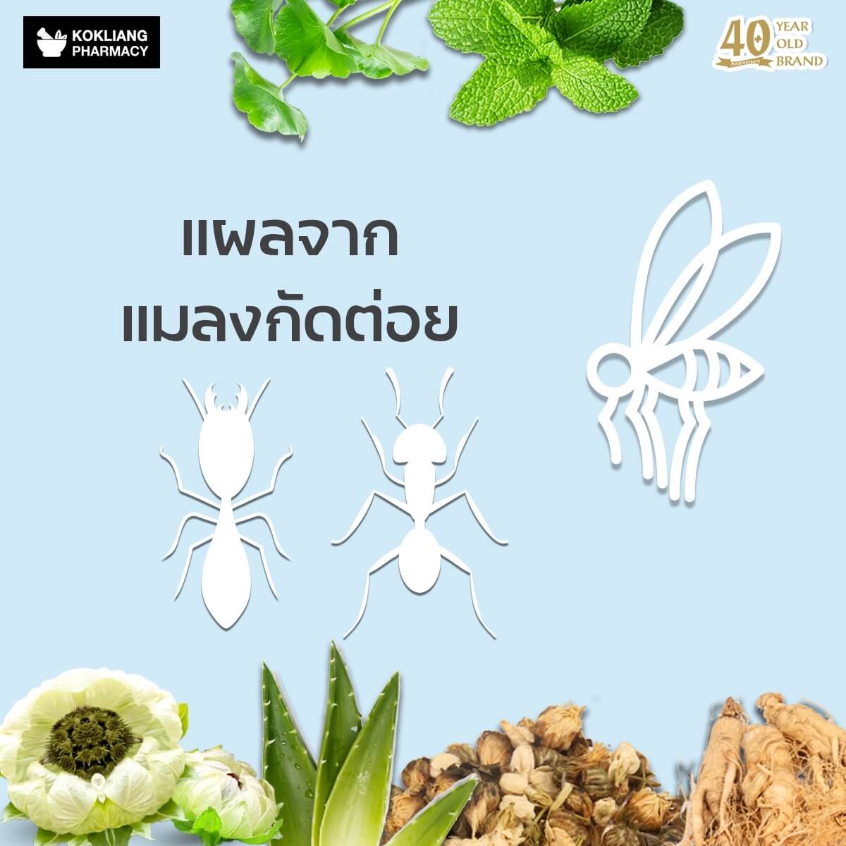 ก๊กเลี้ยง Kokliang ครีมบัวหิมะ 15 g  ในวงการแพทย์จีนรับรอง บัวหิมะ เป็นยอดสมุนไพรไร้คู่เปรียบของจีนมาช้านาน เพราะอุดมไปด้วยน้ำ แร่ธาตุและวิตามิน บอกได้เลยว่าเหมาะสำหรับผิวที่มีปัญหาแบบเร่งด่วน ผิวไหม้จากความร้อนและผดผื่นคัน   พร้อมผสานคุณค่าจากรากโสม พิมเสน ชามะลิ ใบบัวบกและอโลเวร่า ที่มีสรรพคุณลดบวมช้ำและคลายปวดเมื่อยกล้ามเนื้อ กระตุ้นการไหลเวียนของเลือดบริเวณแผลได้ดี เสริมสร้างเซลล์ผิวใหม่ทดแทนผิวเก่า หรือแผลอื่นๆที่จะกลายเป็นรอยแผลเป็น คลายปวดเมื่อยตามกล้ามเนื้อ   หากคุณยังไม่พอใจครีมหลายสิบขนานที่เคยใช้มาแล้ว ให้ครีมบัวหิมะเป็นองครักษ์พิทักษ์ผิวคุณไว้ที่บ้านหรือพกติดตัวก็ไม่เสียหาย